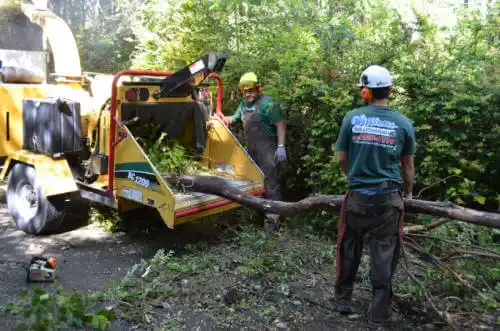 tree services Sipsey